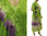 Artsy boho dress with scarf, crinkle cotton in apple green purple, L-XL/XXL